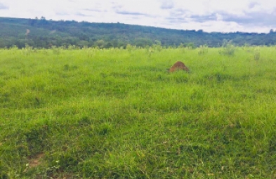Sítio para venda em Avaré